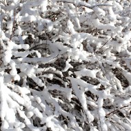 Snow Coated Branches Texture - Free High Resolution Photo
