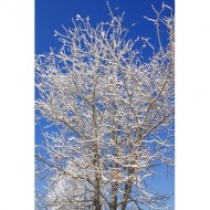snow-coated-winter-tree-branches-thumbnail