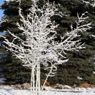 Snow Covered Aspen Seedlings - Free high resolution photo
