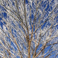 Snow Covered Tree Branches - Free High Resolution Photo