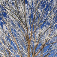 Snow Covered Tree Branches - Free High Resolution Photo Snow Covered Tree Branches - Free High Resolution Photo