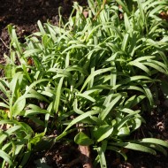 Spinach Seedlings Sprouting in Garden - Free High Resolution Photo Spinach Seedlings Sprouting in Garden - Free High Resolution Photo