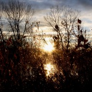 Sun Through Fall Foliage - Free High Resolution Photo Sun Through Fall Foliage - Free High Resolution Photo