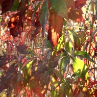 Sunlight on Red Virginia Creeper Vine Leaves - Free High Resolution Photo Sunlight on Red Virginia Creeper Vine Leaves - Free High Resolution Photo