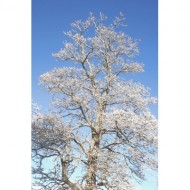 winter-tree-with-snow-covered-branches-thumbnail