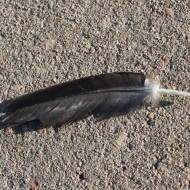 Feather Lying on Cement Sidewalk - Free High Resolution Photo
