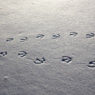 Birds Pictures | Free Photographs | Photos Public Domain