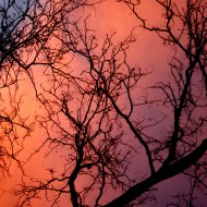 Orange Sunset Clouds Behind Winter Tree Branches - Free High Resolution Photo