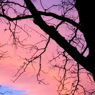 Pink Sunset Clouds Behind Leafless Tree - Free High Resolution Photo