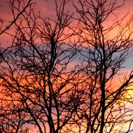 Sunset and Winter Trees - Free High Resolution Photo