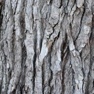 Bark Texture - Free High Resolution Photo