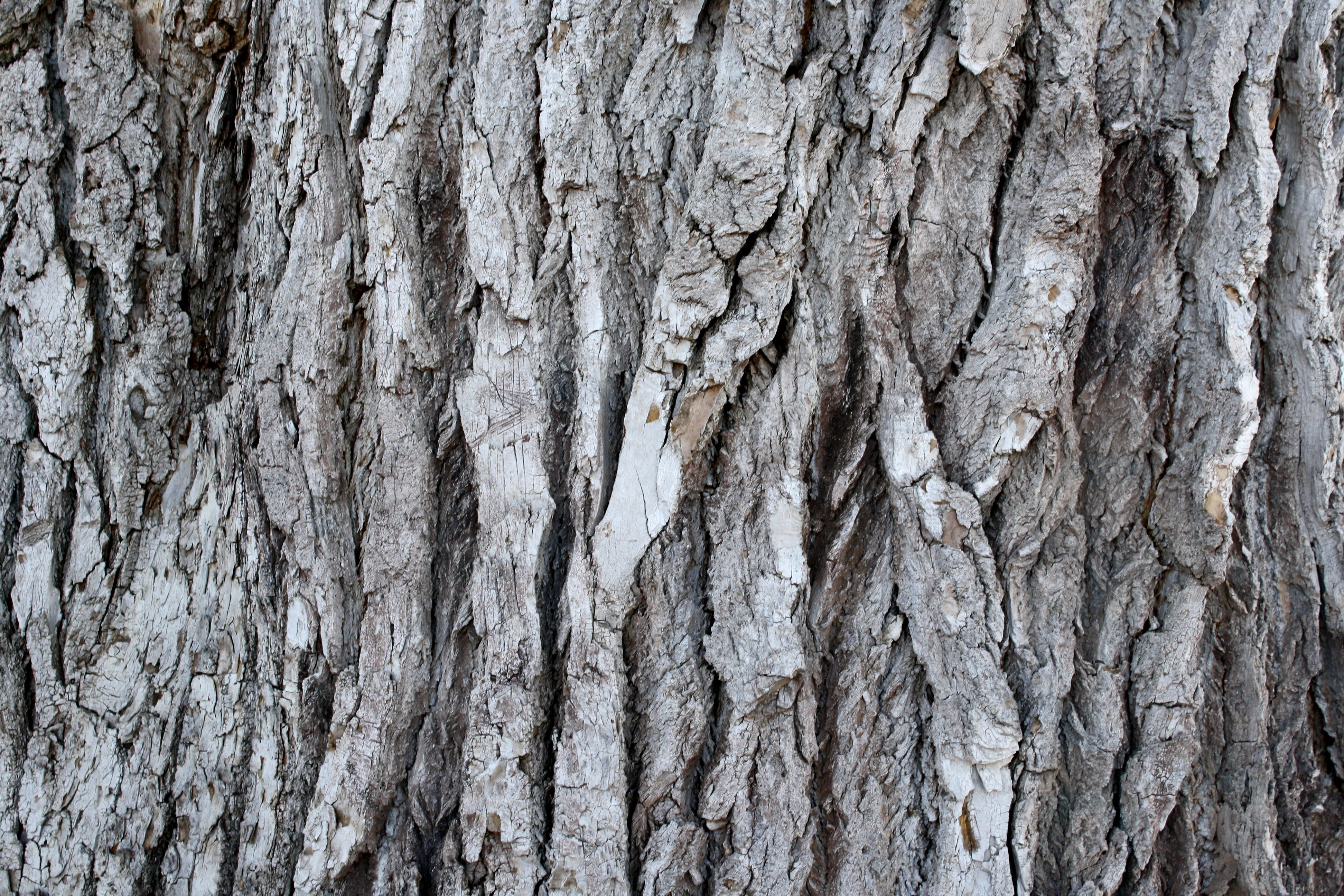 clipart tree bark - photo #36