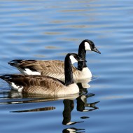 Canadian Geese in Blue Water - Free High Resolution Photo Canadian Geese in Blue Water - Free High Resolution Photo