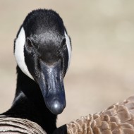 Canadian Goose Close Up - Free High Resolution Photo