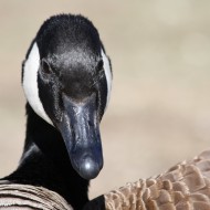 Canadian Goose Close Up - Free High Resolution Photo Canadian Goose Close Up - Free High Resolution Photo