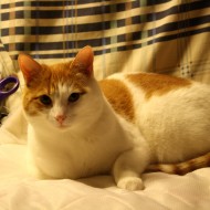 Cat Helping with Sewing Project - Free High Resolution Photo
