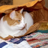 Cat in Paper Bag - Free High Resolution Photo