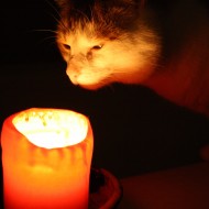 Cat Sniffing Candle - Free High Resolution Photo