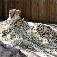 Cheetah - Free photo