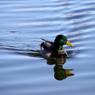 Duck - Mallard - Free High Resolution Photo Duck - Mallard - Free High Resolution Photo