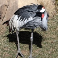 East African Crowned Crane - Free photo