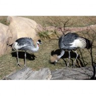east-african-crowned-cranes-thumbnail