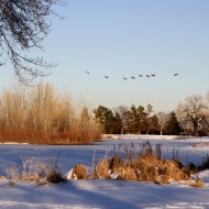 Geese Flying over Frozen Lake - Free High Resolution Photo