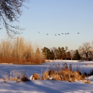Geese Flying over Frozen Lake - Free High Resolution Photo Geese Flying over Frozen Lake - Free High Resolution Photo