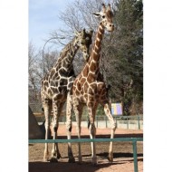 giraffes-thumbnail