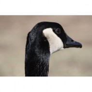 goose-face-close-up-thumbnail