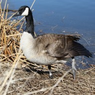 Goose with Injured Leg - Free High Resolution Photo