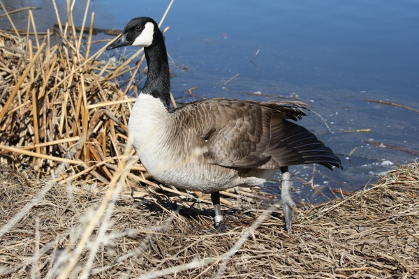 Goose with Injured Leg - Free High Resolution Photo