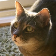 Gray Tabby Cat in Sunbeam Close Up - Free High Resolution Photo