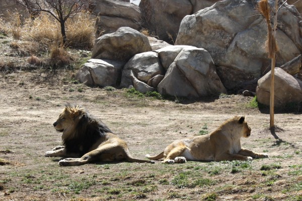Lion Couple Refusing to Look at Each Other - Free High Resolution Photo