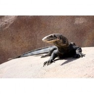 lizard-sculpture-thumbnail