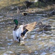 Mallard Duck Flapping Wings - Free Photo Mallard Duck Flapping Wings - Free Photo