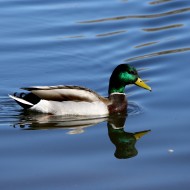 Mallard Duck with Green Head - Free High Resolution Photo Mallard Duck with Green Head - Free High Resolution Photo