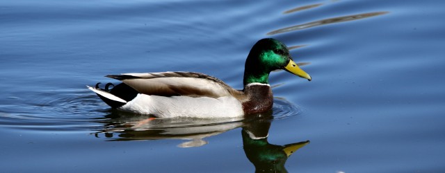 Mallard Duck with Green Head - Free High Resolution Photo