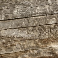Old Weathered Wood Texture - Free High Resolution Photo