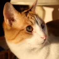 Orange and White Kitty Close Up - Free High Resolution Photo