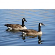 pair-of-geese-on-the-water-thumbnail