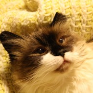 Ragdoll Cat with Cropped Ear - Free High Resolution Photo