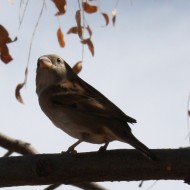 Sparrow on a Branch - Free photo Sparrow on a Branch - Free photo