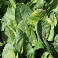 Spinach - free high resolution photo Spinach - free high resolution photo