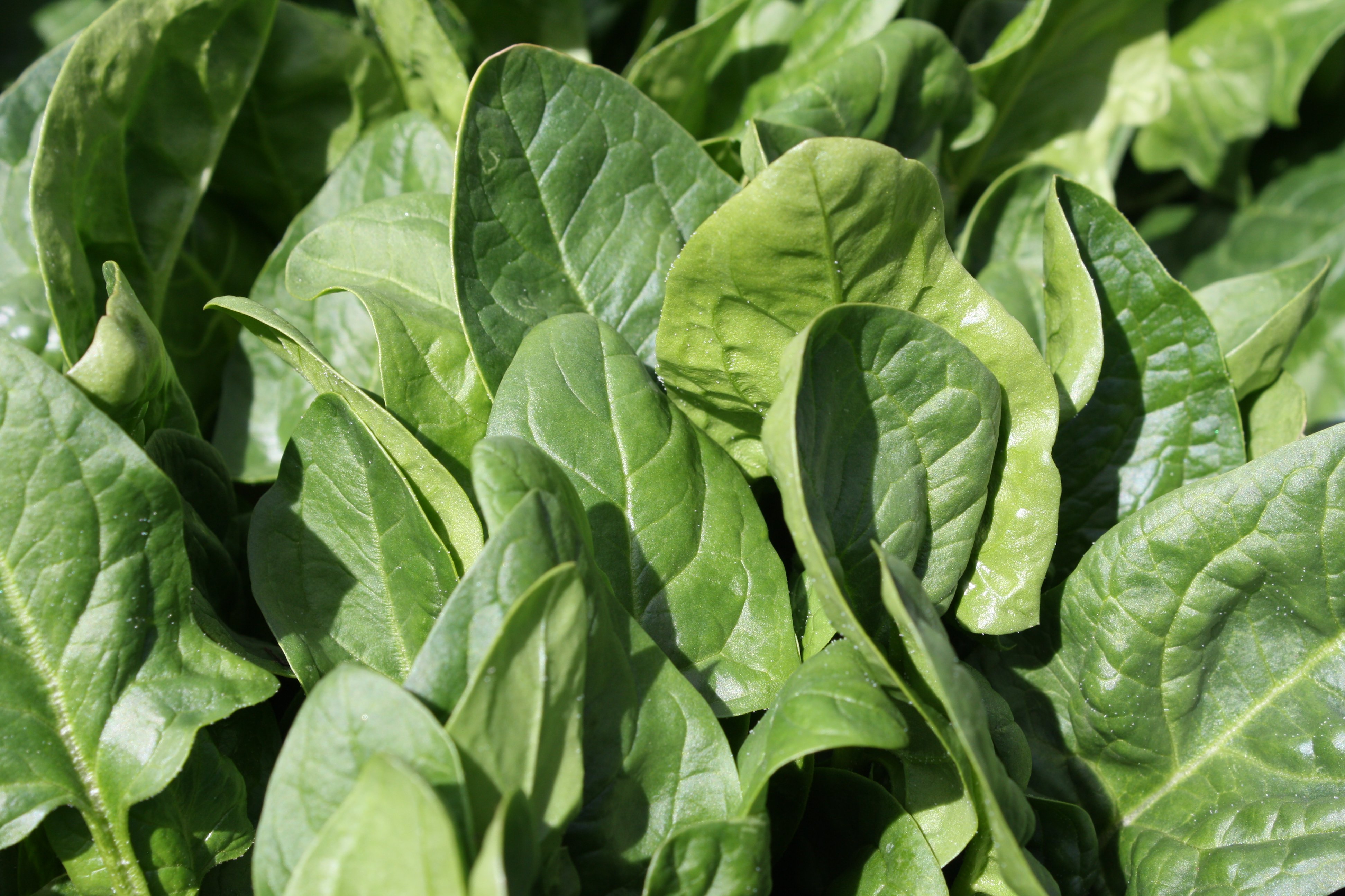 Health Benefits Of Spinach Ikumen