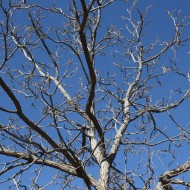 Tree Branches against Blue Sky - Free High Resolution Photo