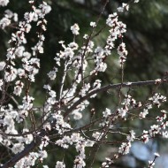 White Blossoms on Flowering Apricot Tree - Free High Resolution Photo