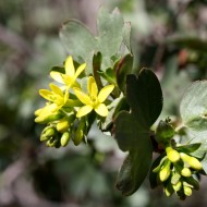 Yellow Flowers on Clove Currant Bush - Free High Resolution Photo