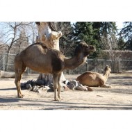 arabian-camel-thumbnail