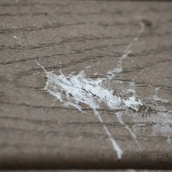 Bird Dropping on Deck Close Up - Free High Resolution Photo Bird Dropping on Deck Close Up - Free High Resolution Photo